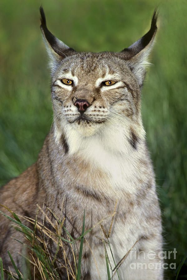 Portrait Canadian Lynx Felis Lynx Wildlife Rescue Photograph by Dave Welling