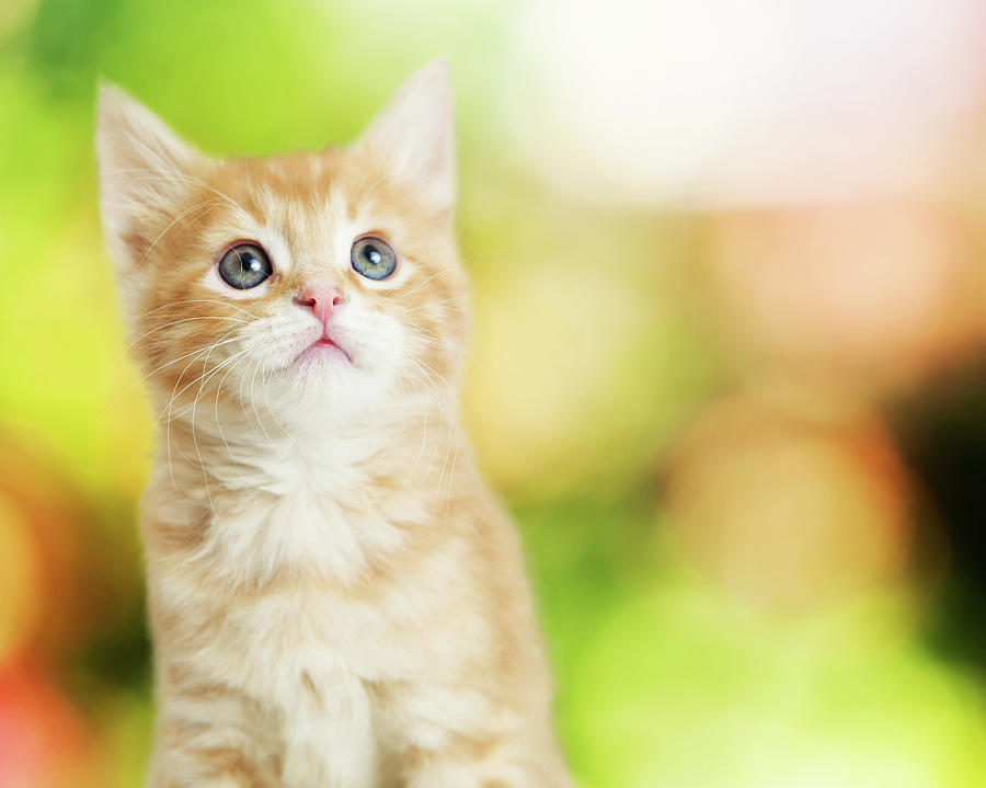 Portrait Cute Kitten Blurred Scenic Background Photograph by Good Focused