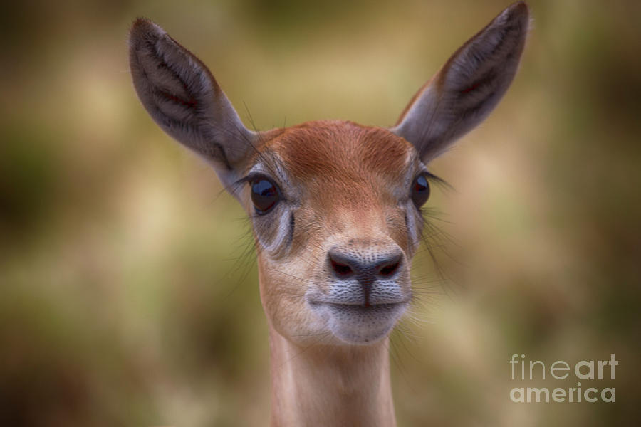 Portrait Deer V2 Photograph by Douglas Barnard