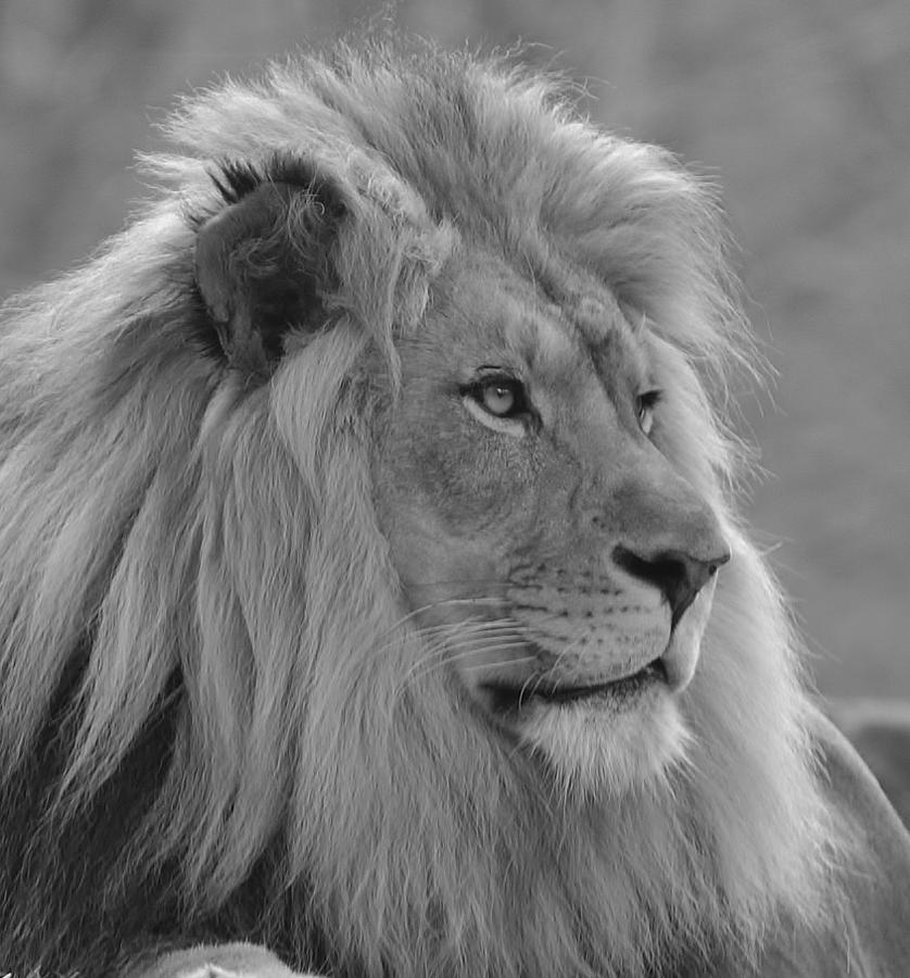 Portrait in Black and White Photograph by Alice Denney - Fine Art America