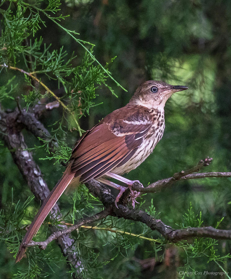 Portrait, Juvenile Brown Thrasher, Toxostoma rufum Photograph by Christy Cox