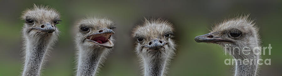 Ostrich Photograph - Portrait of 4 Ostriches with Different Points of View by Jim Fitzpatrick