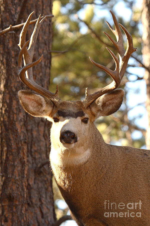 Portrait of a 15-point Buck Photograph by Max Allen