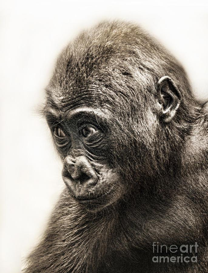 Portrait of a Baby Gorilla digitally altered II Digital Art by Jim Fitzpatrick