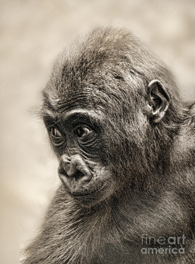 Animal Photograph - Portrait of a Baby Gorilla digitally altered by Jim Fitzpatrick