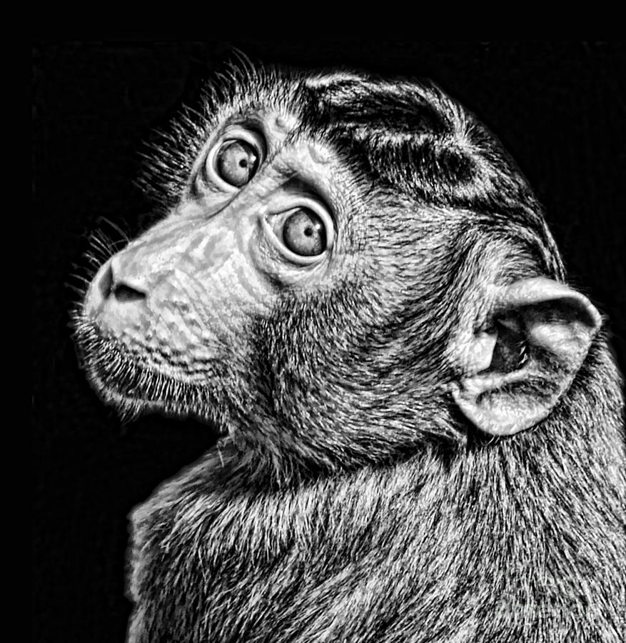 Monkey Photograph - Portrait of a Baby Monkey II black and white version by Jim Fitzpatrick