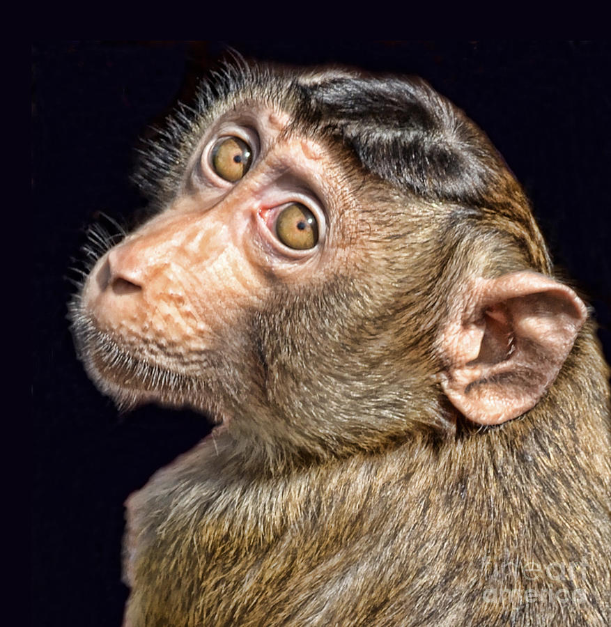 Monkey Photograph - Portrait of a Baby Monkey II by Jim Fitzpatrick