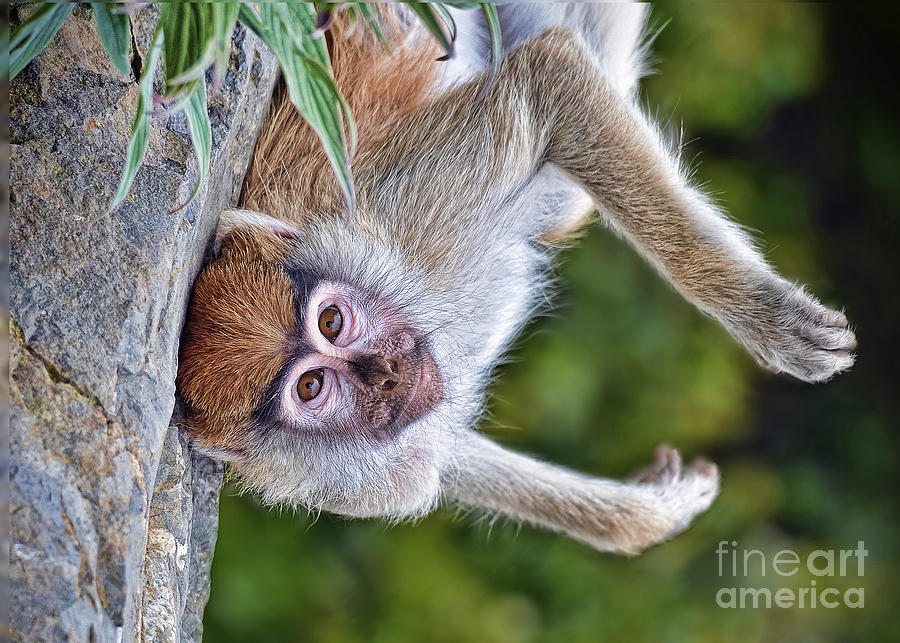 Wildlife Photograph - Portrait of a Baby Patas Monkey Hanging Upside Down by Jim Fitzpatrick