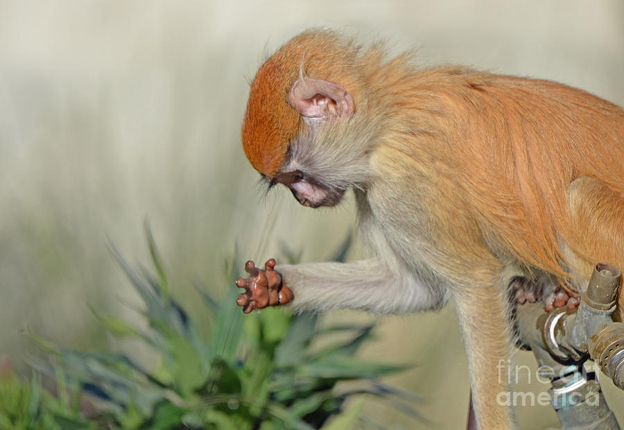 Portrait of a Baby Patas Monkey III Photograph by Jim Fitzpatrick
