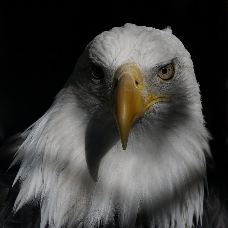 Portrait of a Bald Eagle Photograph by Ernest Echols
