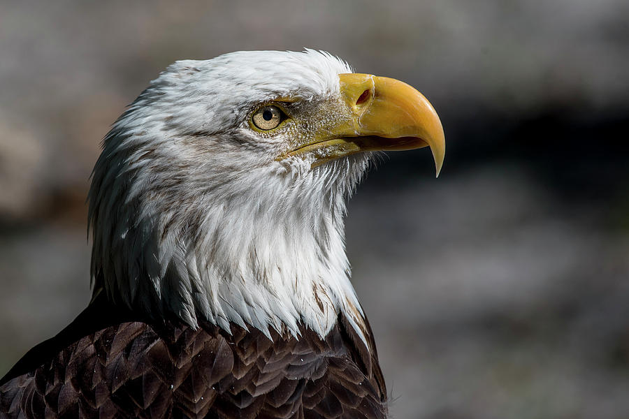 Portrait of a Bald Eagle Photograph by Gunter Weber - Pixels