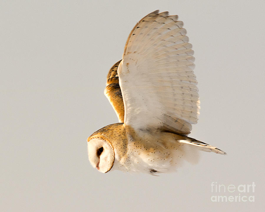 Portrait of a Barn Owl in Flight Photograph by Dennis Hammer