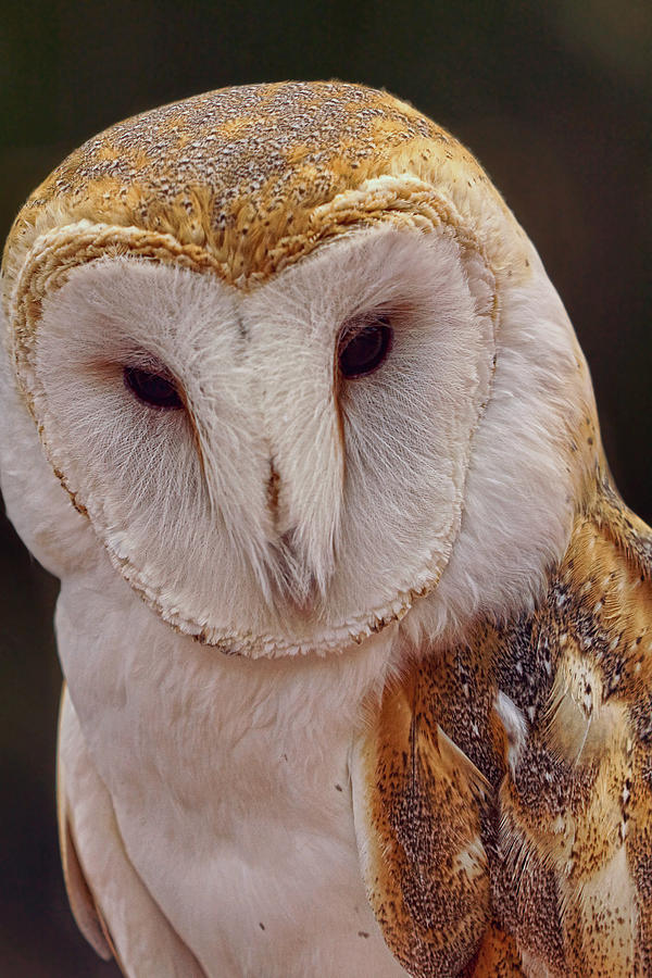 Portrait of a Barn Owl  Photograph by Theo OConnor