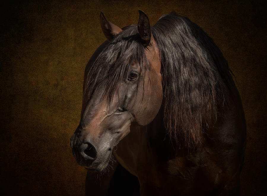 Portrait Of A Bay Stallion Photograph
