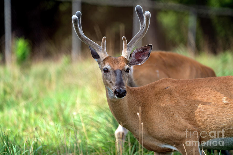 Portrait of a beautiful buck  Photograph by Sam Rino