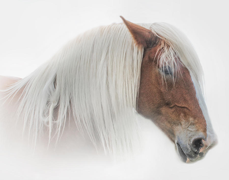 Portrait of a Belgian Horse Photograph by David and Carol Kelly