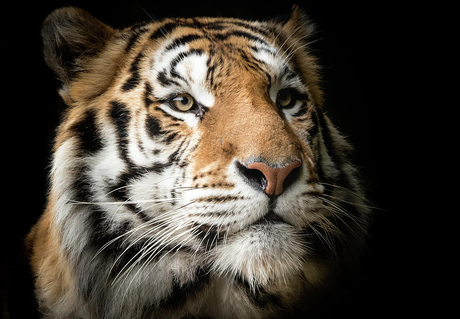 Ceramic Round Dinner Plate Portrait Of Bengal Tiger 1