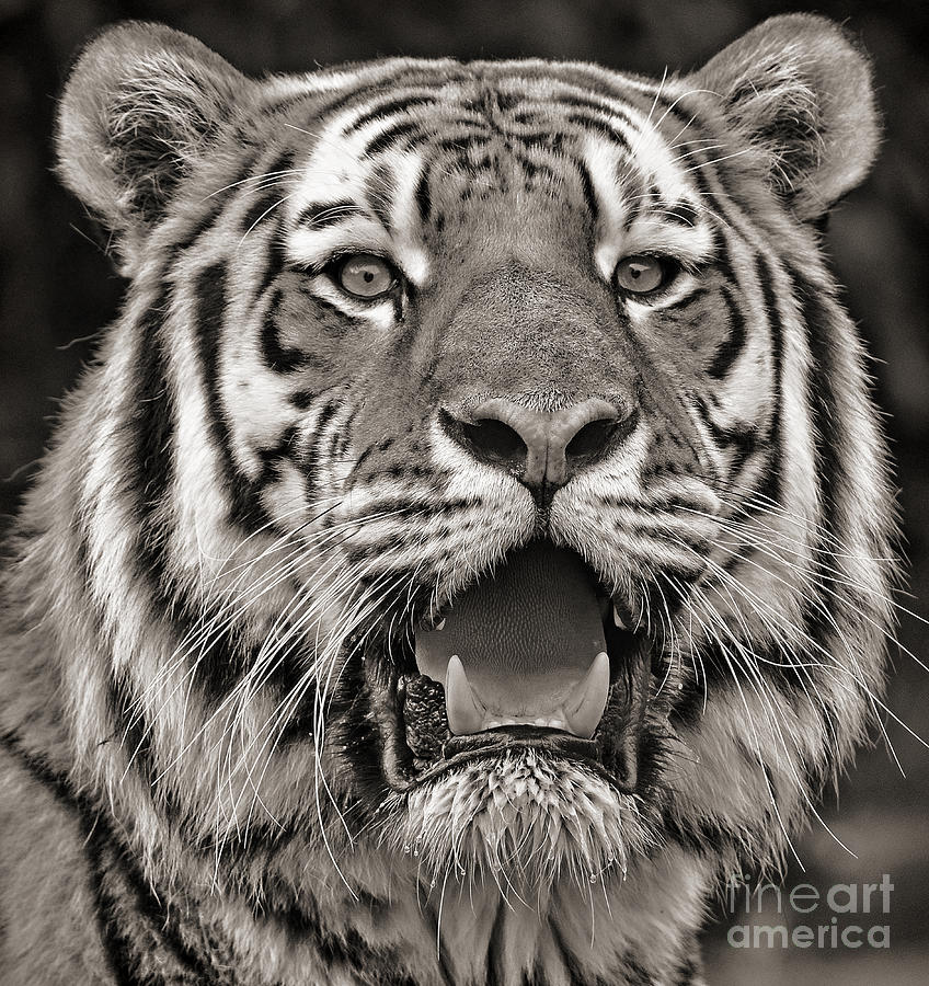 Portrait of a Big Cat III Photograph by Jim Fitzpatrick