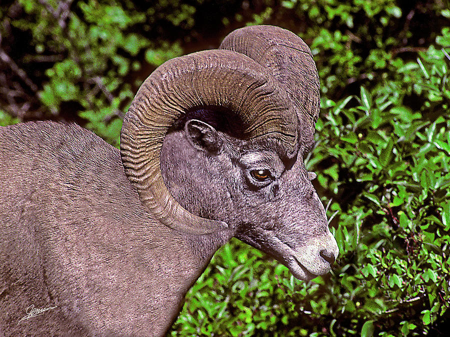 Portrait of a Big Horn Sheep Photograph by Phil Jensen