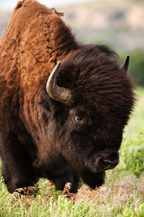 Portrait of a Bison Photograph by Iris Greenwell