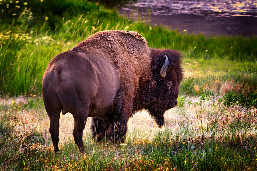 Portrait of a Bison Photograph by Renee Sullivan