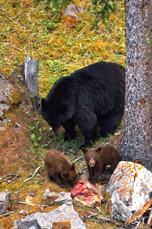 Portrait Of A Black Bear Family Feast Photograph by Adam Jewell