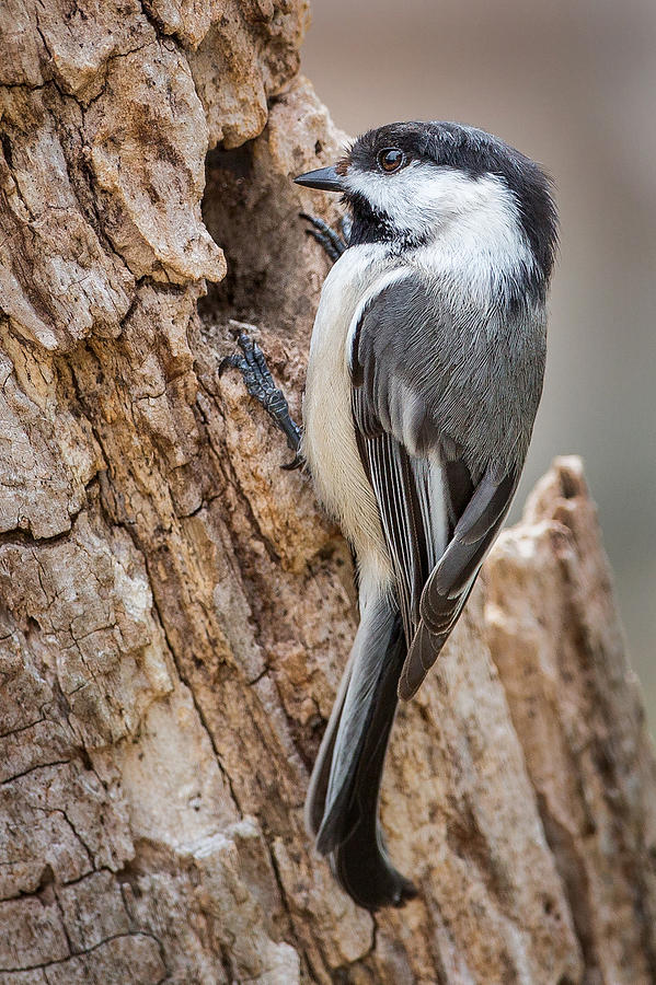Portrait of a Black Capped Chickadee Photograph by Bill Wakeley