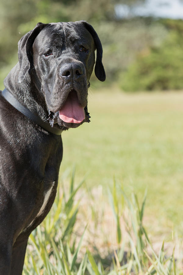 Dog Photograph - Portrait of a black Great Dane by Jaroslav Frank