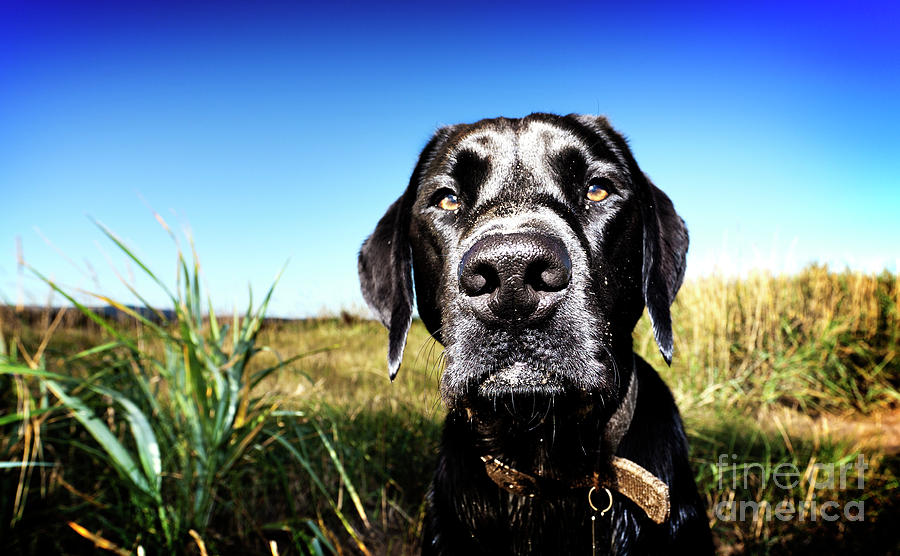 Portrait of a Black Lab Photograph by Phill Thornton