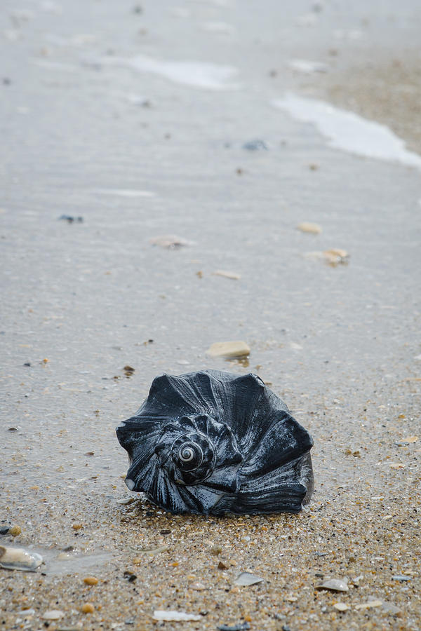 Portrait of a Black Shell Photograph by Cyndi Goetcheus Sarfan