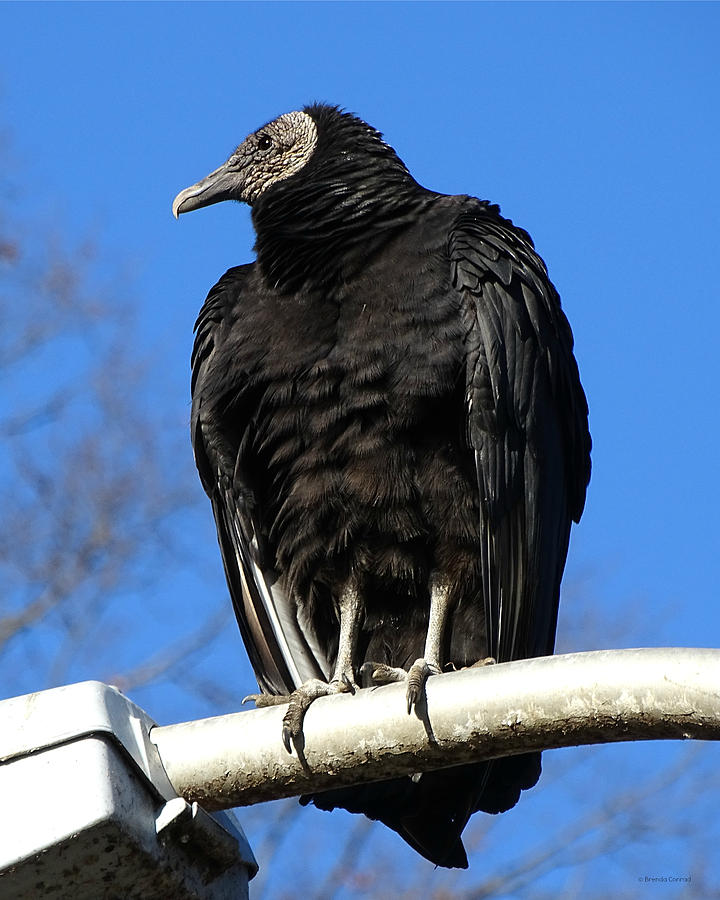 Portrait of a Black Vulture Photograph by Dark Whimsy