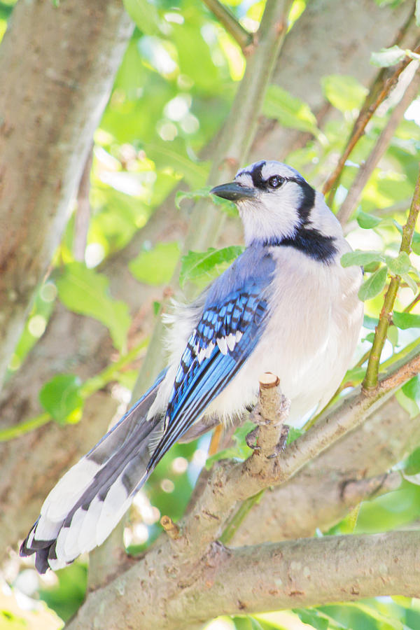 Portrait of a Blue Jay 1 Photograph by Judy Tomlinson | Fine Art America