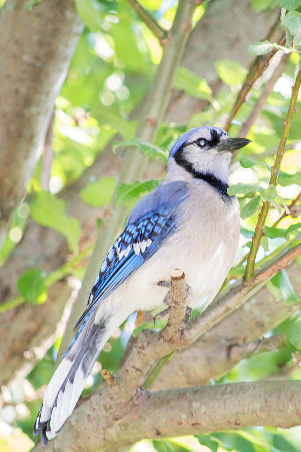 Portrait of a Blue Jay 2 Photograph by Judy Tomlinson - Fine Art America