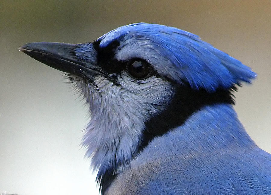 Portrait Of A Blue Jay Photograph by Kala King - Fine Art America