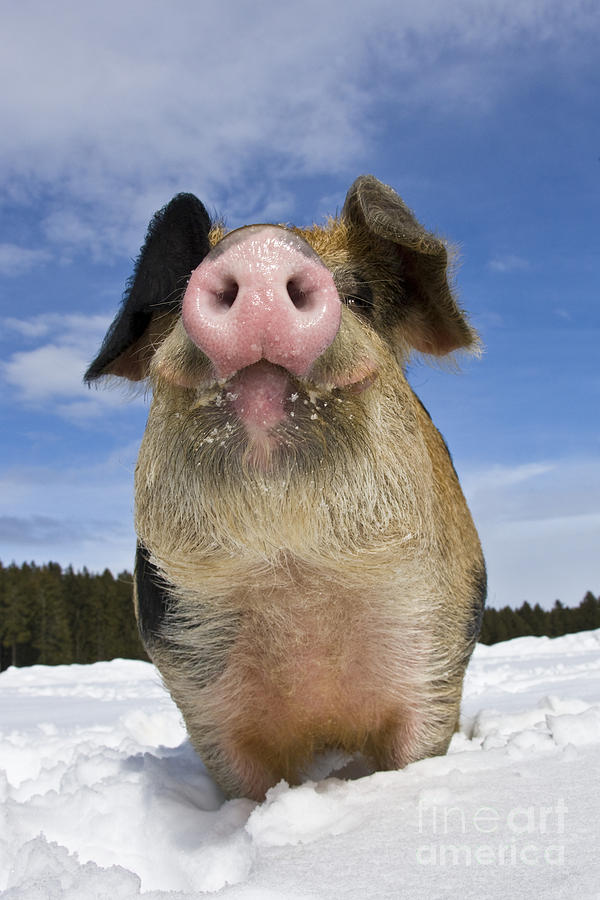 Pig Photograph - Portrait Of A Boar by Jean-Louis Klein & Marie-Luce Hubert