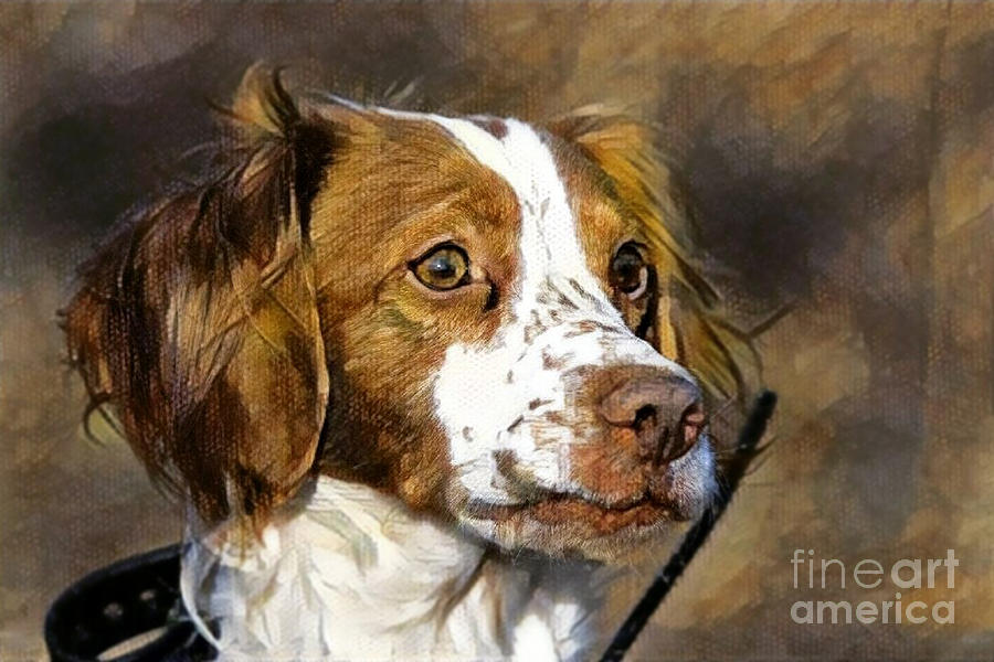 Portrait of a Brittany - D009983-a Photograph by Daniel Dempster