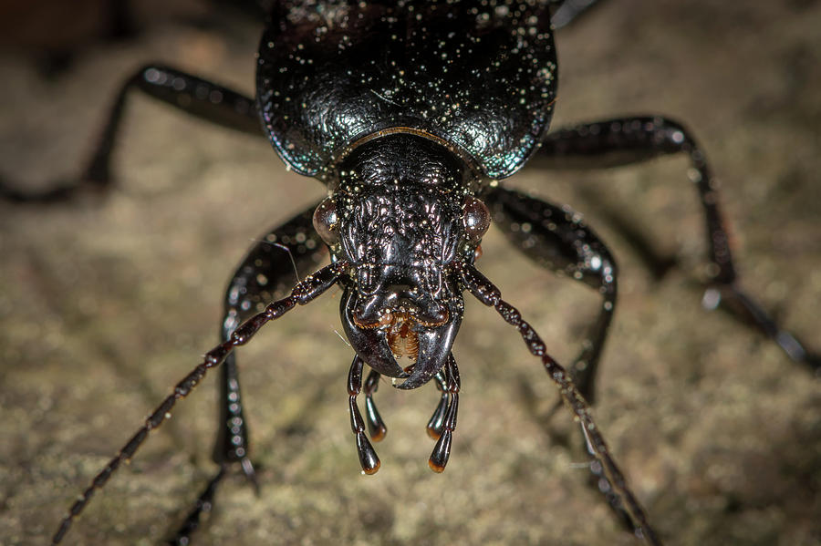 Portrait of a Bronze Carabid ground beetle in a forest near Vienna ...