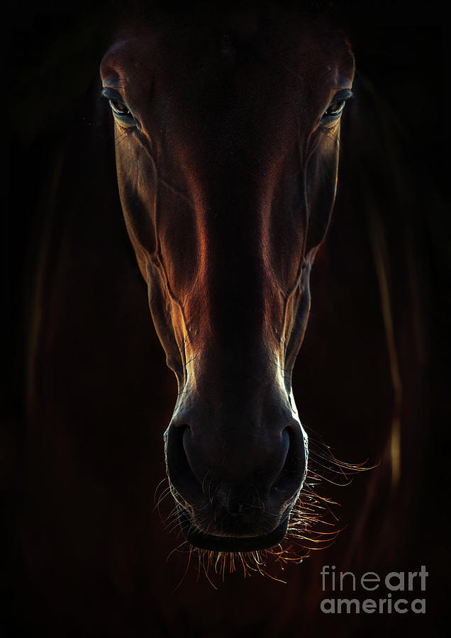 Portrait Of A Brown Horse Close Up Photograph by Dimitar Hristov