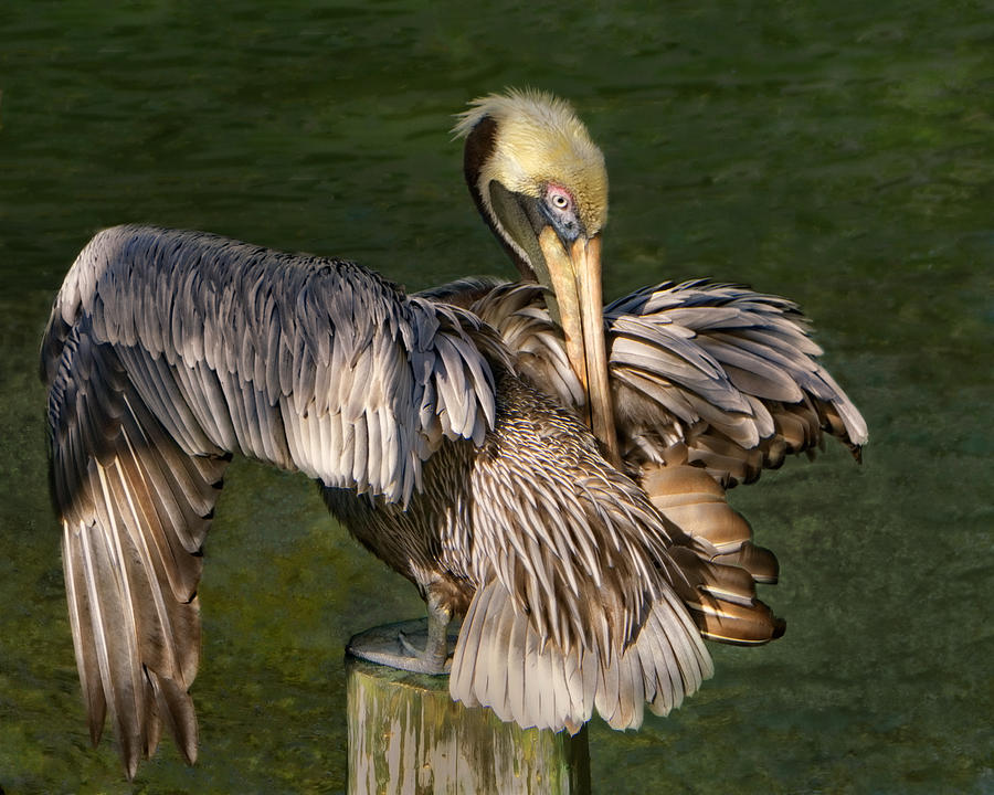 Portrait of a Brown Pelican Preening Photograph by Mitch Spence