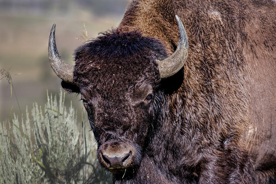Portrait of a Buffalo Photograph by Josh Bryant