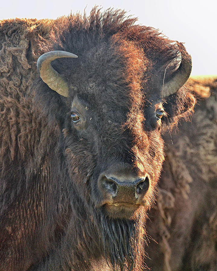Portrait of a buffalo Photograph by Nancy Landry