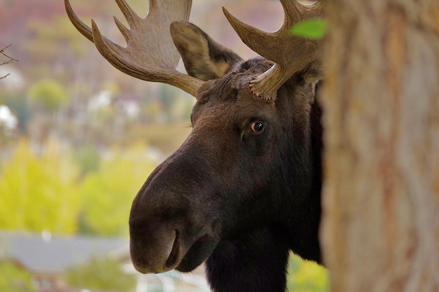 Portrait of a Bull Moose Photograph by Matt Helm