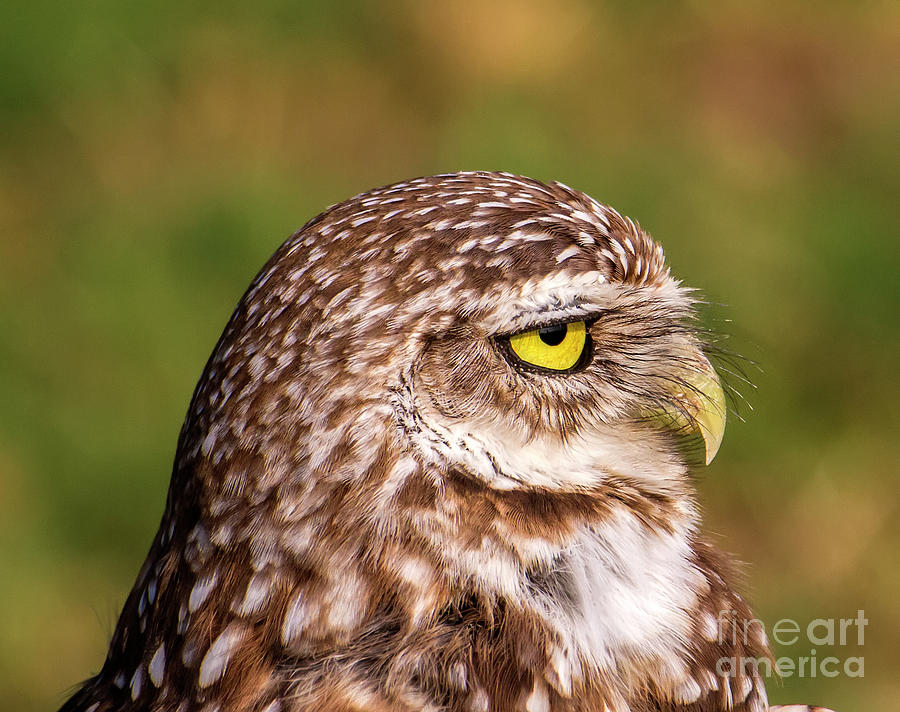 Portrait of a Burrowing Owl Photograph by Rodney Cammauf