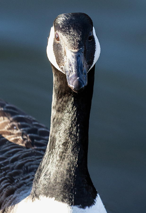 Portrait of a Canada Goose Photograph by Jeff Townsend