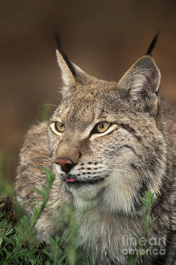 Portrait Of A Canadian Lynx Felis Lynx Wildlife Rescue Photograph by Dave Welling