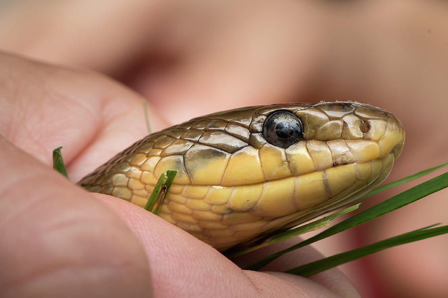 Portrait of a captured Aesculapian snake held in a hand Photograph by