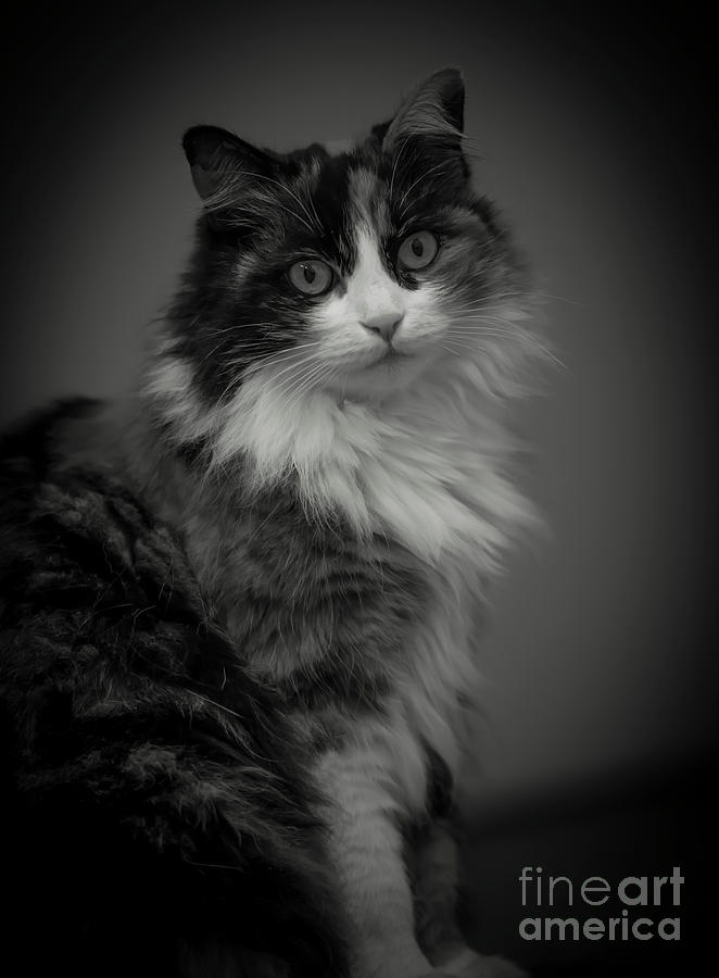 Portrait of a Cat Photograph by Mats Silvan