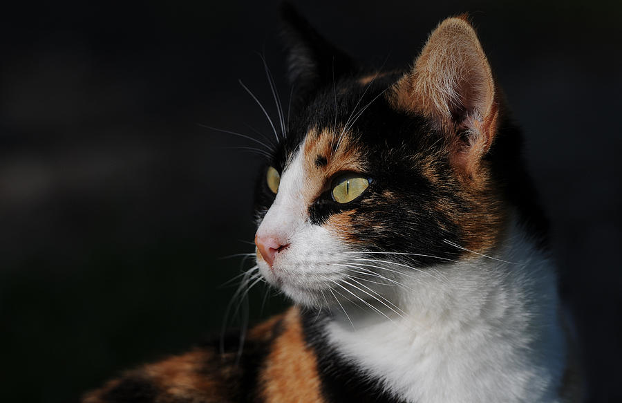Portrait of a cat Photograph by Michalakis Ppalis