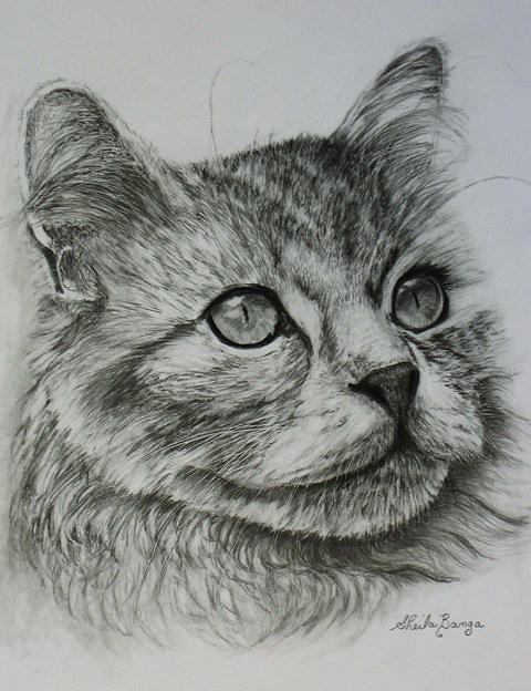 Portrait of a Cat Drawing by Sheila Banga - Fine Art America