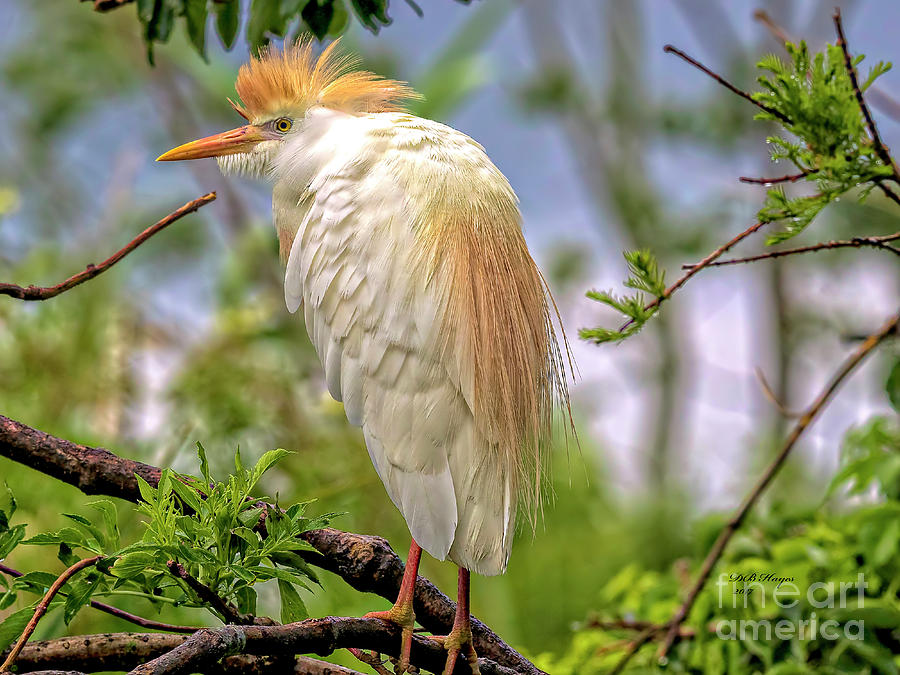 Portrait of a Cattle Egret Photograph by DB Hayes